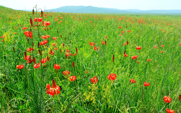 草原最美的花,火红的萨日朗,一歌一世界