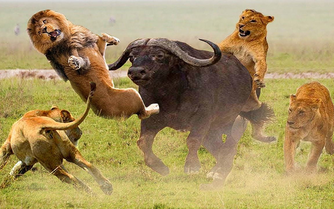 狮子们捕获老牛,却因分赃不均打了起来,野牛趁乱成功逃生!