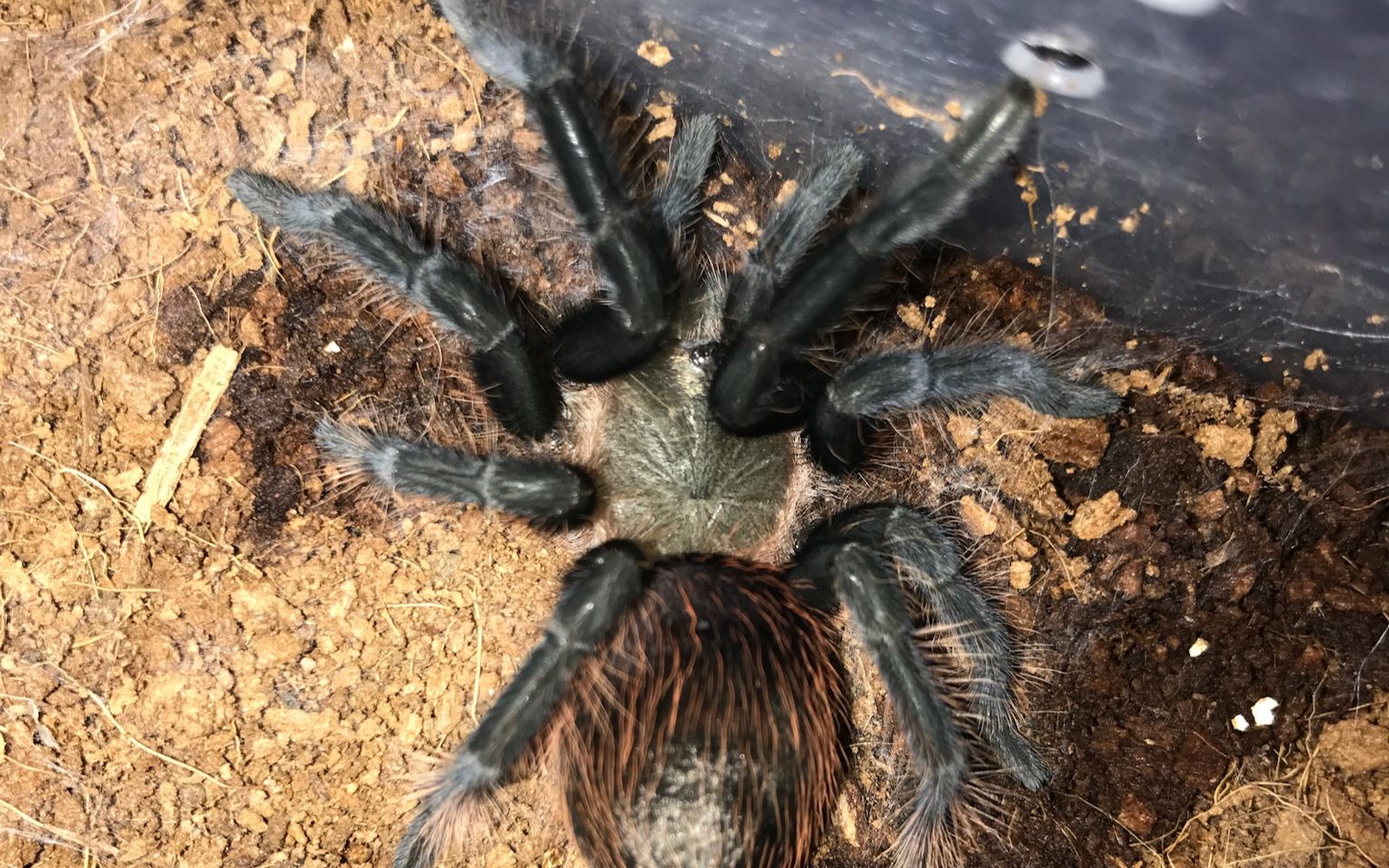 【智鸿】墨西哥红尾6-8cm蜕皮全过程