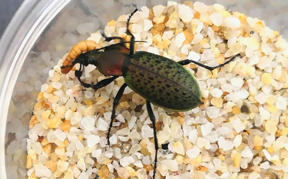 疑步甲捕食面包虫