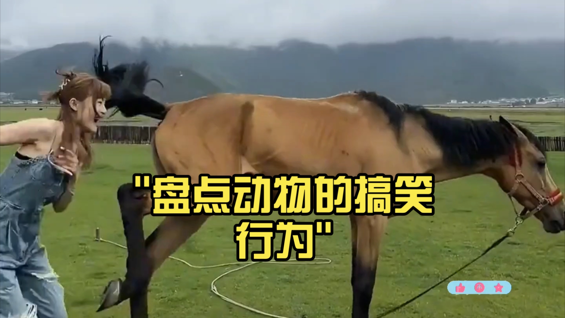 盘点动物的搞笑行为