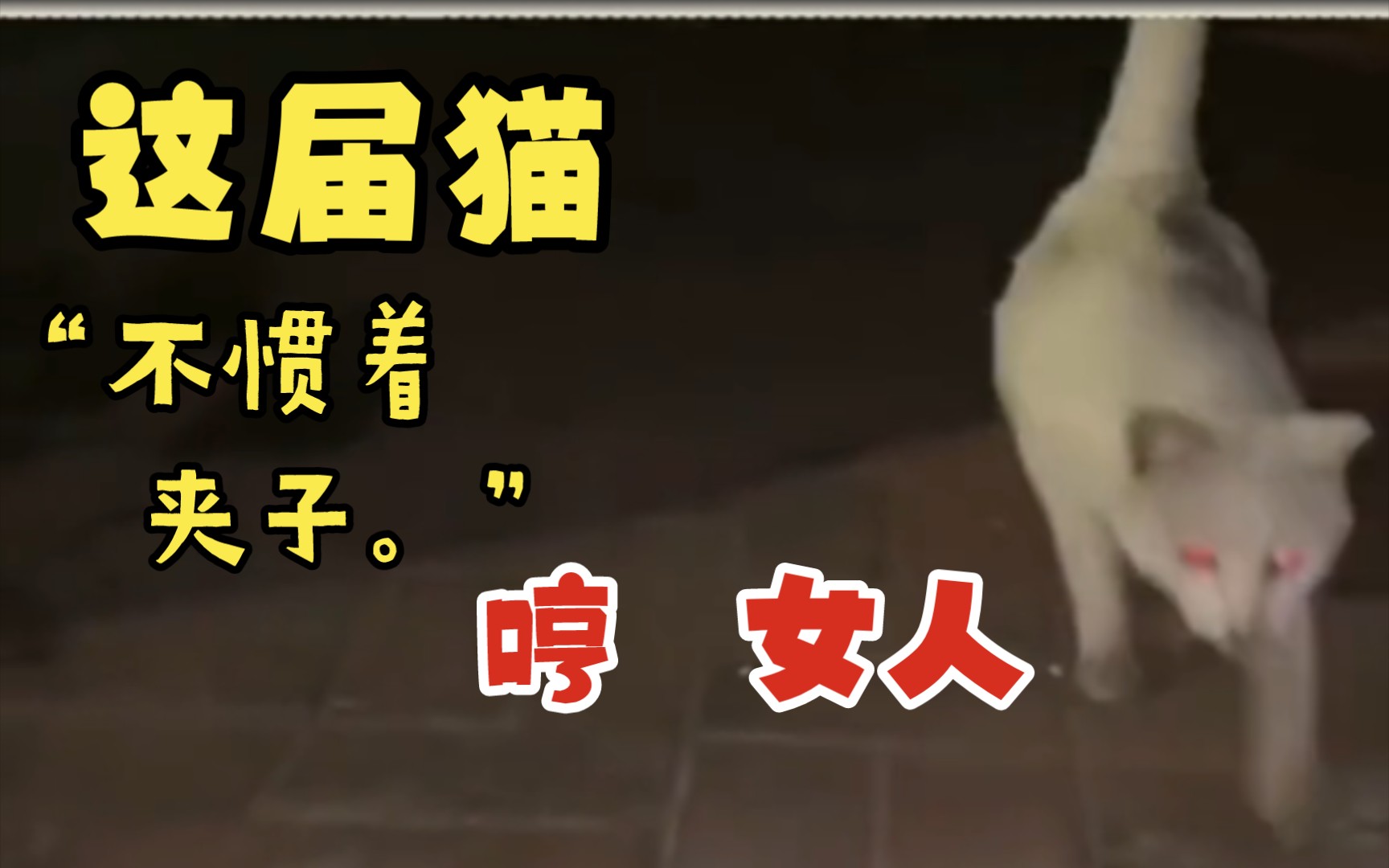 【女人和猫】哔哩哔哩bilibili