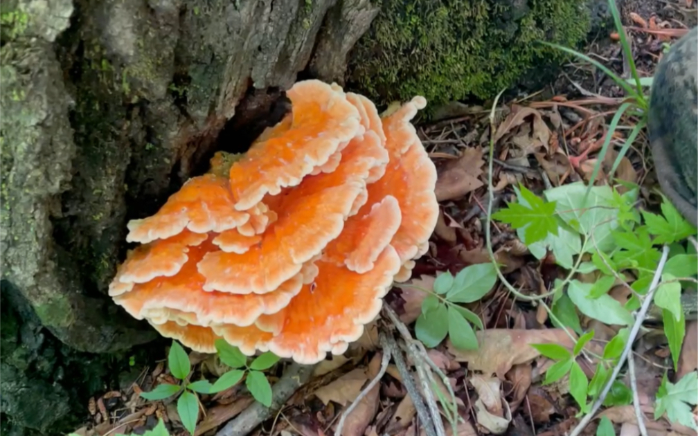 说什么来什么,进入深山区便遇到了大朵的树鸡蘑.还是状态最好的时候!