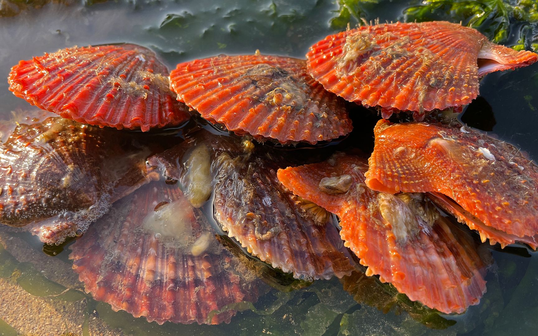 大齐赶海,发现八爪鱼正盘着比自己大的铁蛤蜊,还有成串的红扇贝