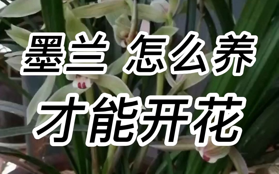 墨兰怎么养才能开花?哔哩哔哩bilibili