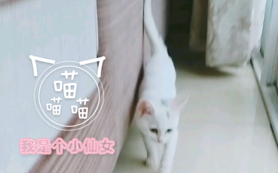 【异瞳 鸳鸯眼 白色猫咪】小仙女又来啦哔哩哔哩bilibili