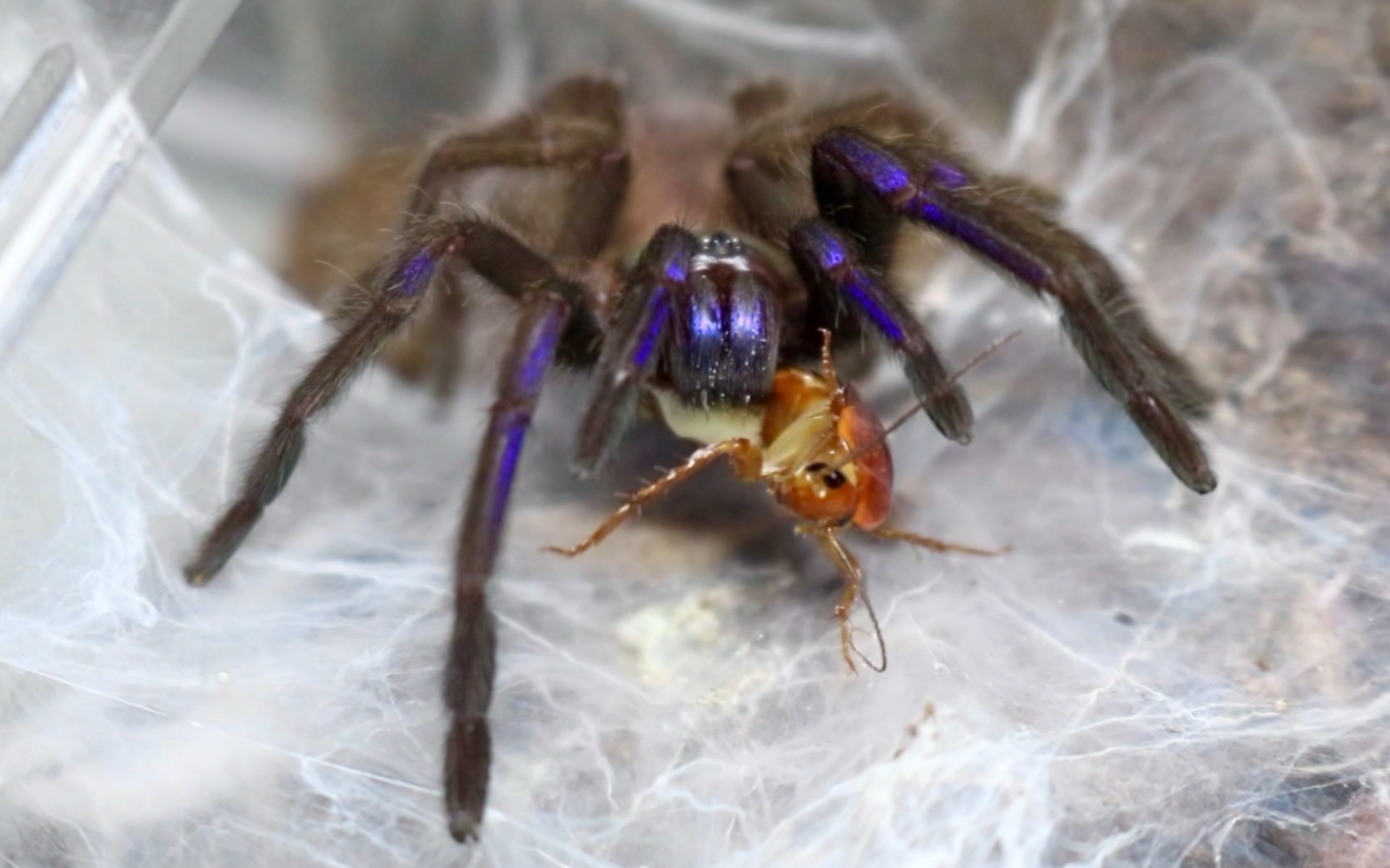 【喂食】泰国电光蓝
