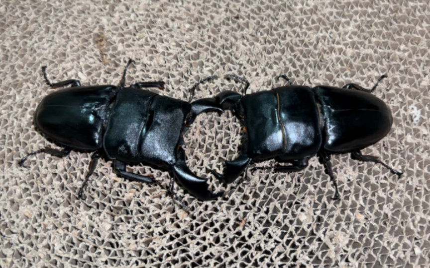 94mm前齿苏门答腊巨扁 vs 87mm牛头扁锹 五番战