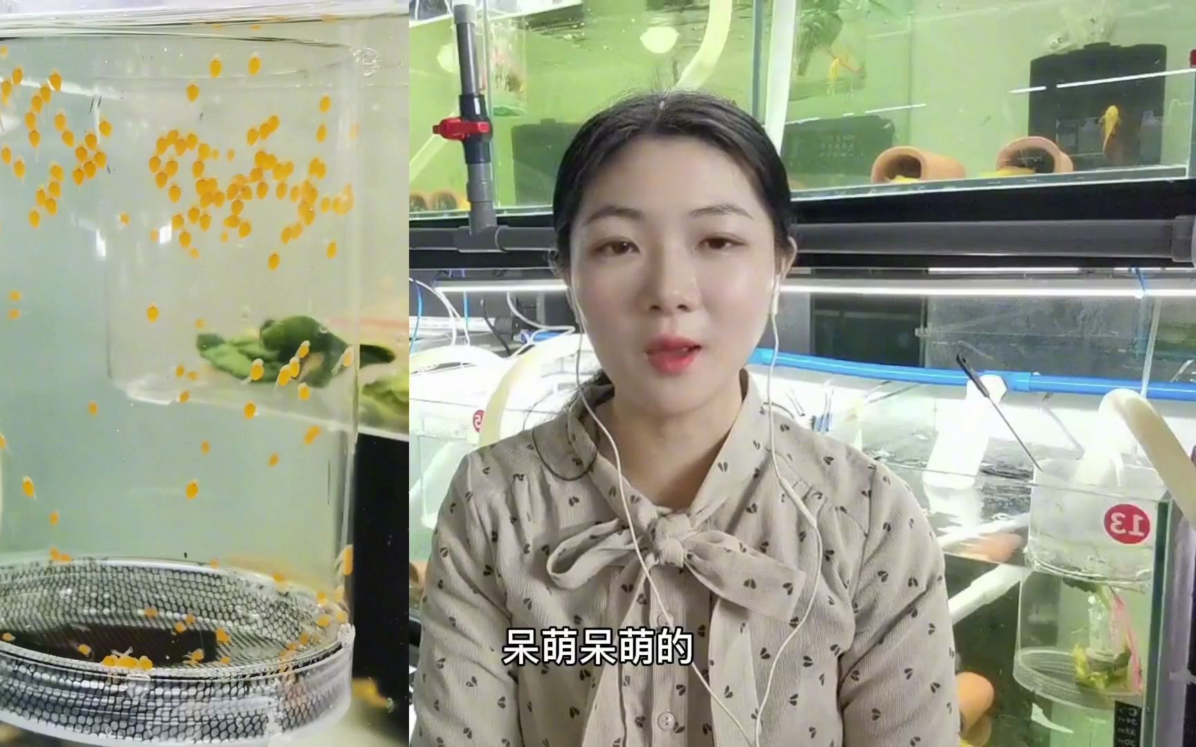 黄金胡子鱼繁殖,饲养简单哔哩哔哩bilibili