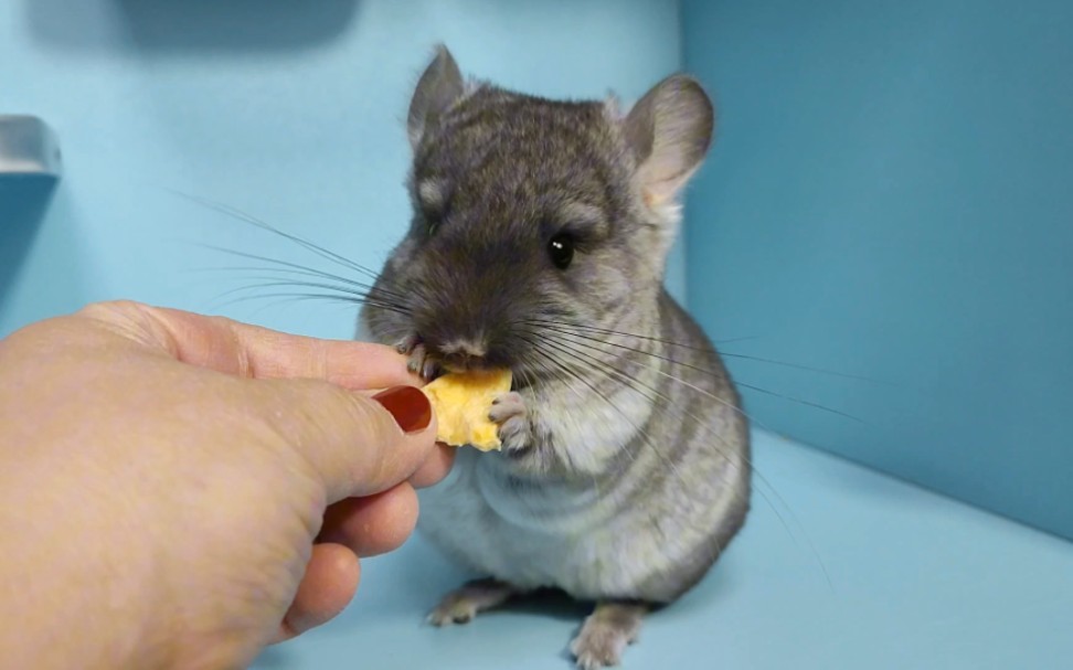 你们喜欢丝绒黑龙猫吗?