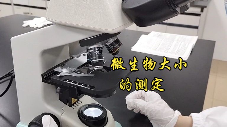 微生物大小的测定
