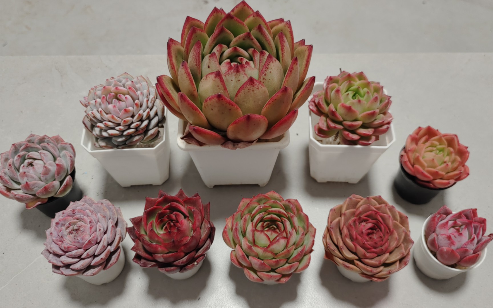 【多肉开箱】腊梅,酡颜,绯红玫瑰,蔷薇之梦,橙黄,星星橙等开箱