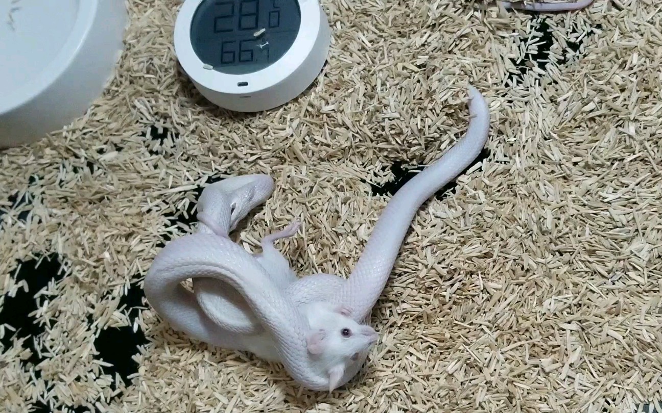 德州鼠蛇白娘娘绞杀活体小白鼠可能引起不适