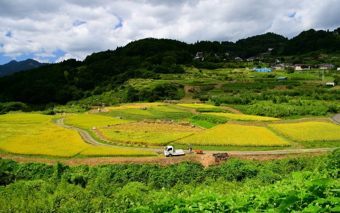 超清日本第一视角信州の里山开始收割稻谷20209