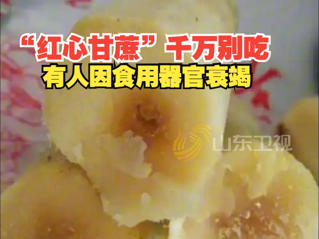 红心甘蔗千万别吃!有人因食用器官衰竭哔哩哔哩bilibili