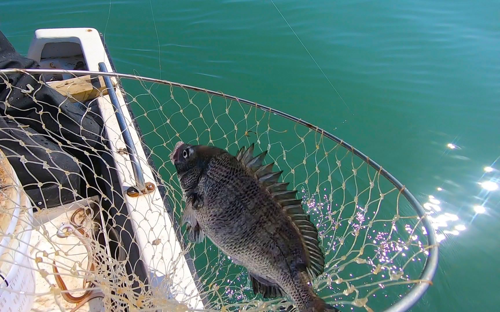 凌晨四点到外海放排钩,一口气拉上十斤鱼货,大志激动地大叫