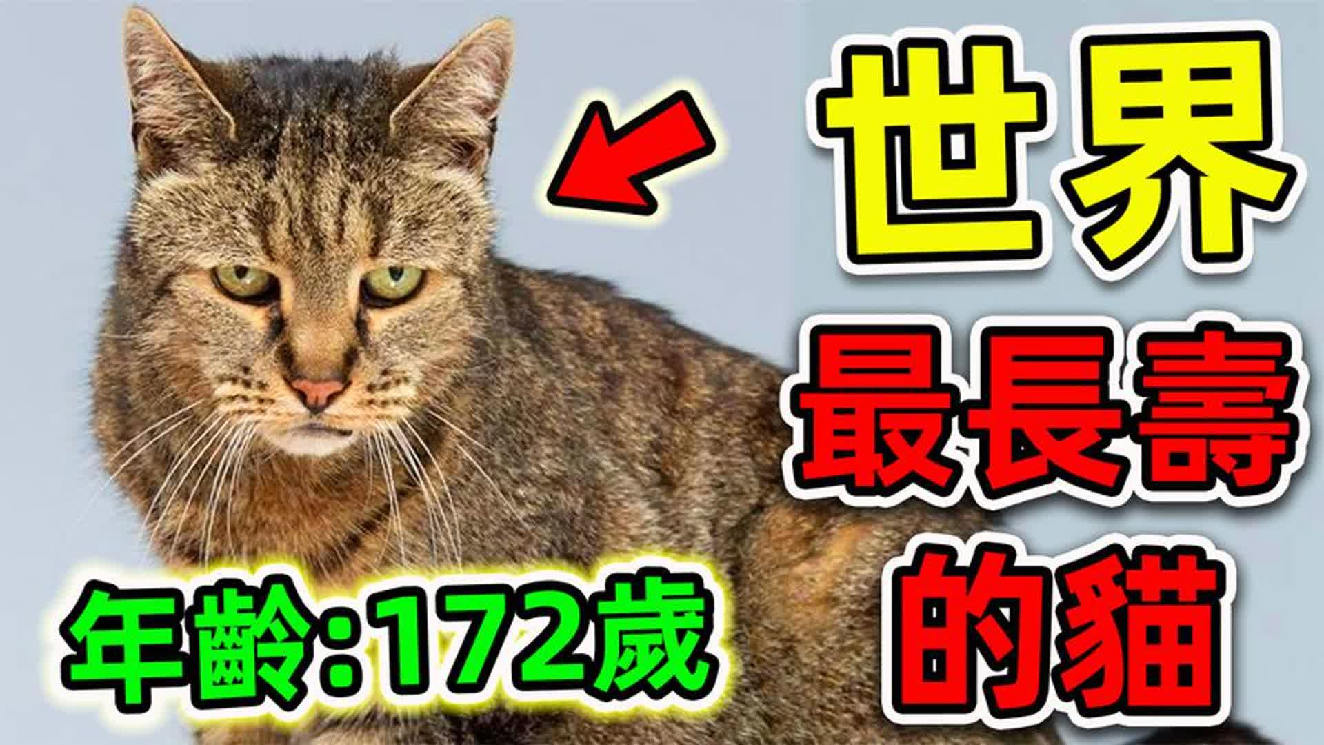 全世界最长寿的10只猫!第一名年龄高达172岁,比乌龟更加长寿.哔哩哔哩bilibili