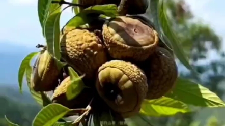 风流果别名益肾子,厚鳞柯属壳斗科植物# 你的家乡有这种植物吗 # 风流果哔哩哔哩bilibili