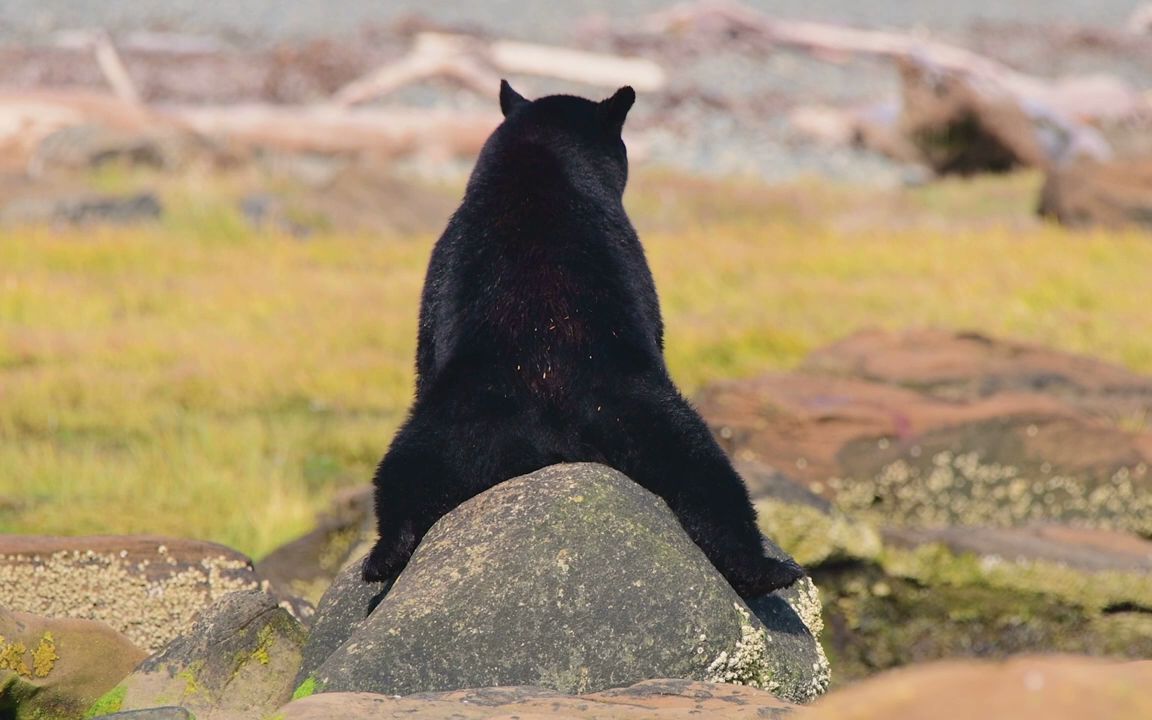 熊屁屁痒了在石头上蹭蹭