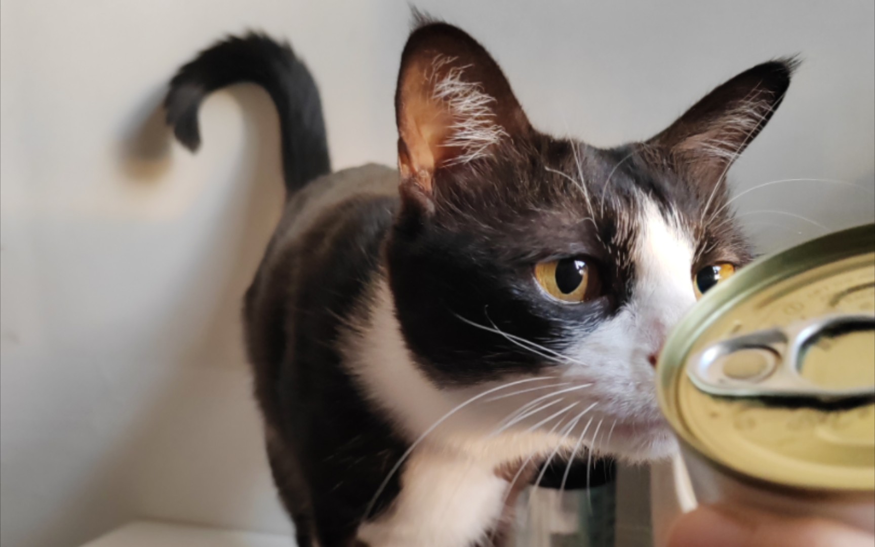 公主请看黑·蛄蛹者·奶牛猫·猪消失术