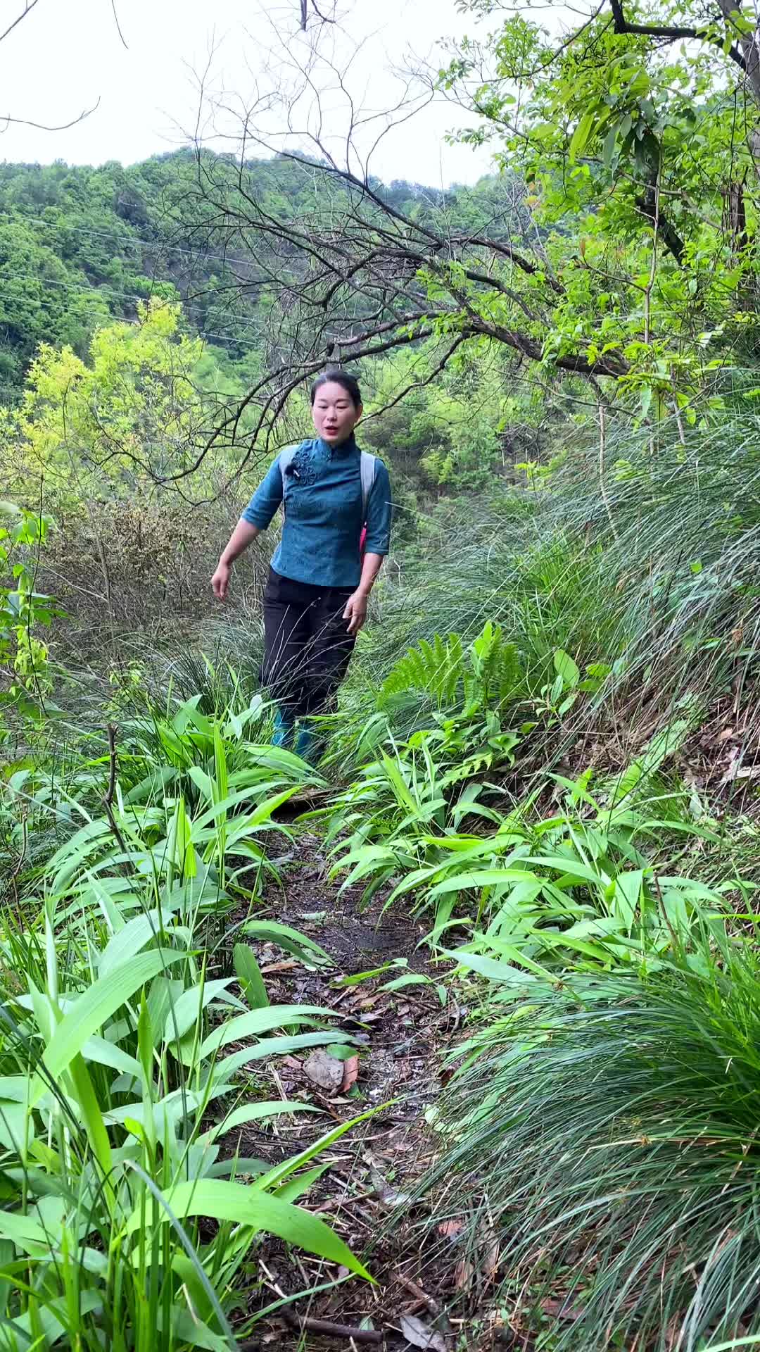 淡竹叶又称山鸡米,我们老家还叫它漏尿叶.哔哩哔哩bilibili