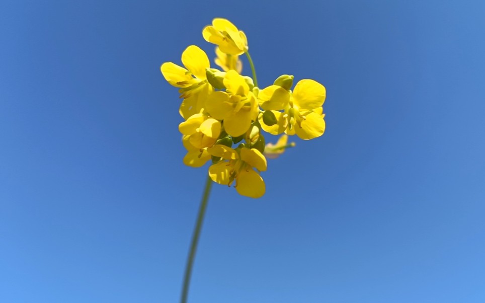 冬天里的油菜花是那么治愈
