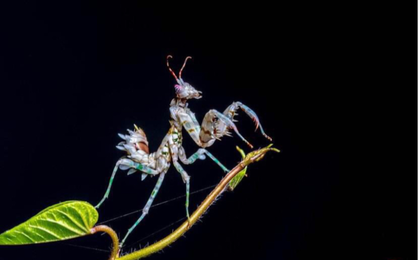 兰花螳螂vs刺花螳螂图片