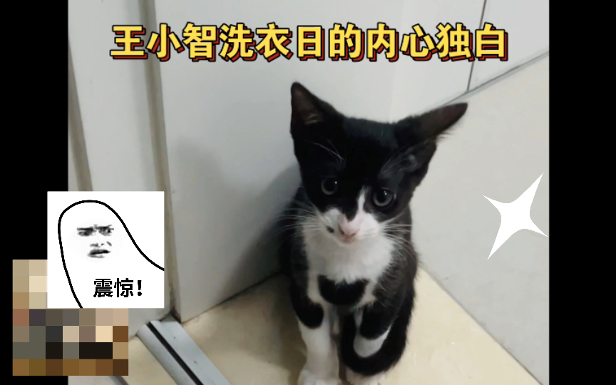 【王小智的成长日记】小猫咪“洗衣日”的内心独白哔哩哔哩bilibili