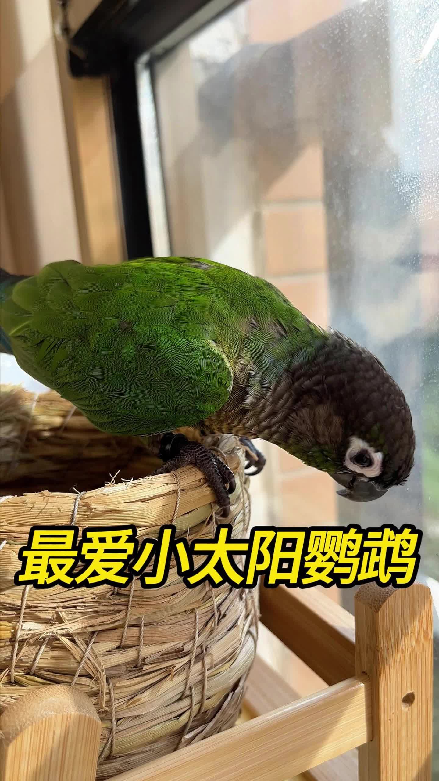 最爱小太阳鹦鹉
