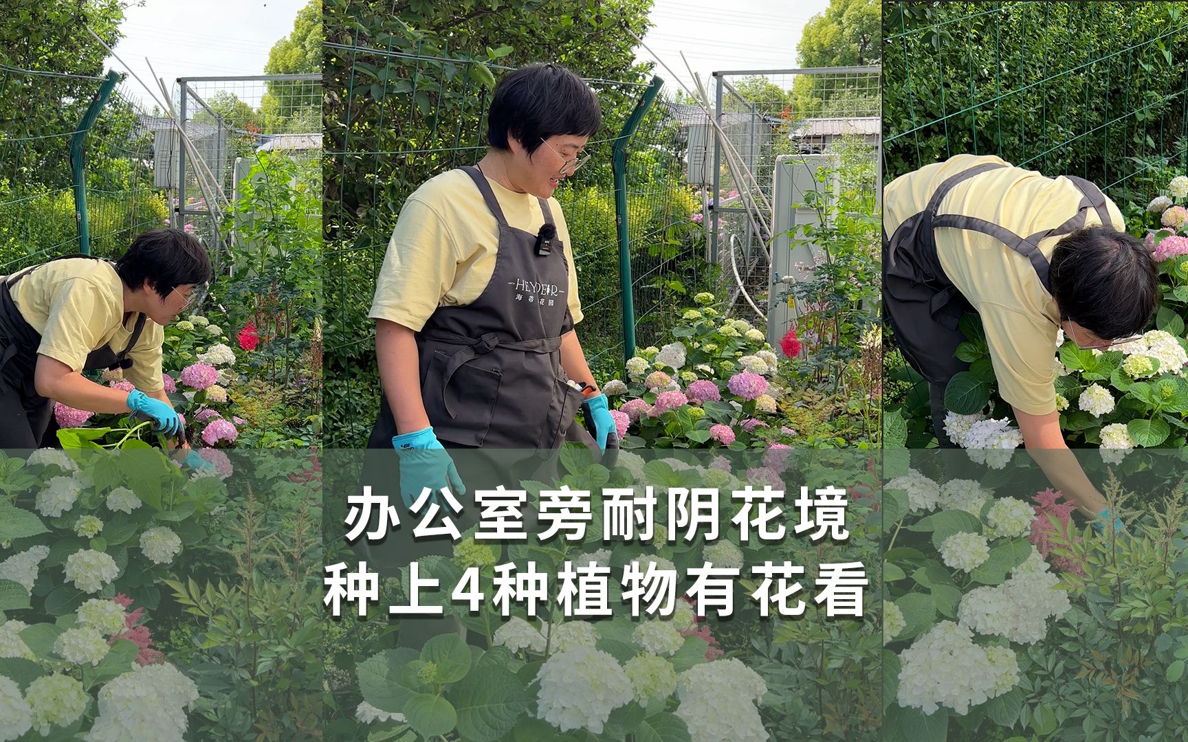 办公室旁耐阴花境,种上4种植物有花看哔哩哔哩bilibili