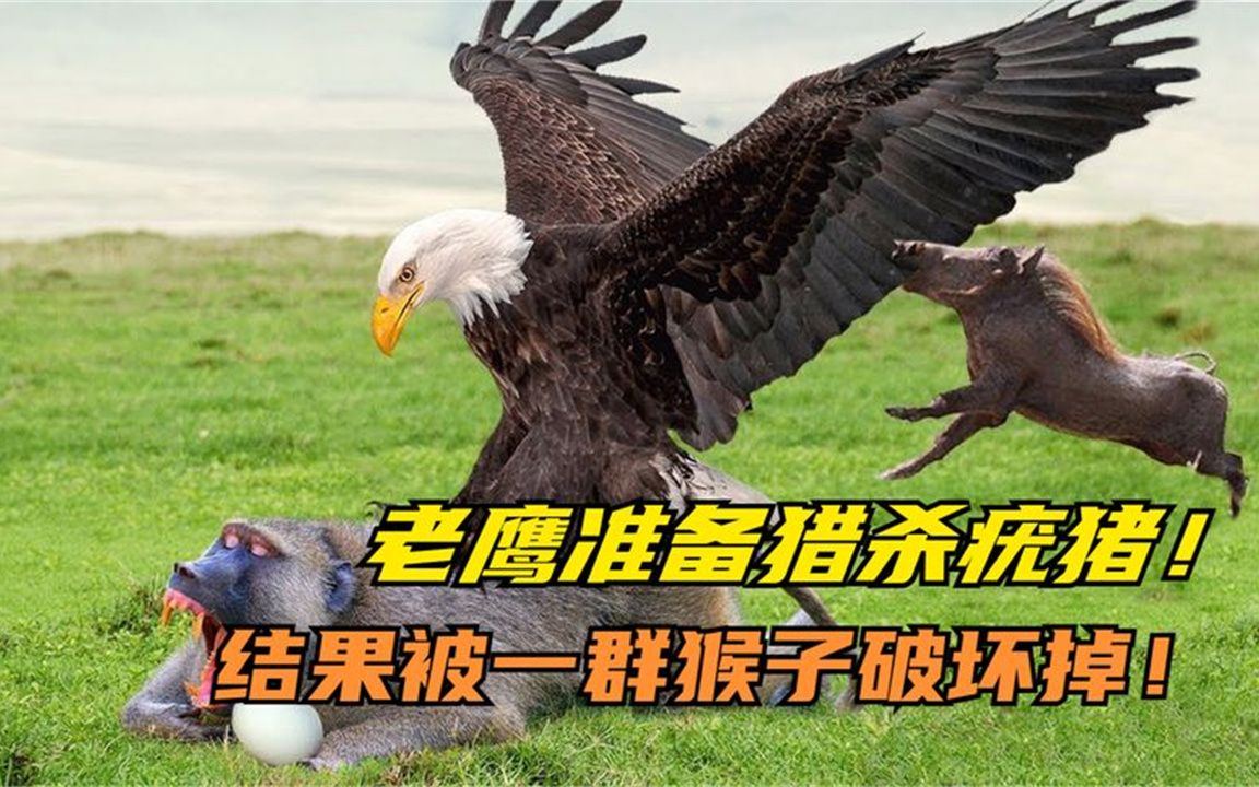 老鹰vs疣猪老鹰俯身猎杀疣猪下一秒尴尬了疣猪太沉飞不起来