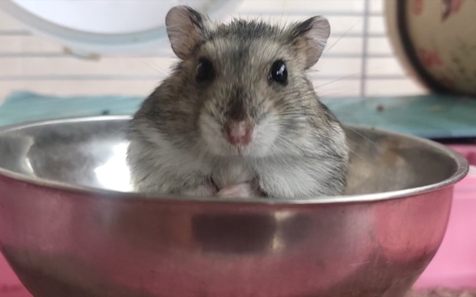 鼠子今天化身社畜,忙上又忙下,麻利又勤快,不像楼下那位只会睡觉和咬