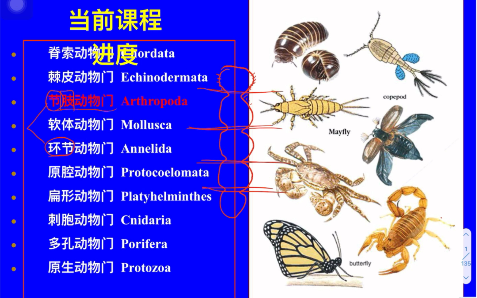 [图]2022《普通动物学》9节肢动物门