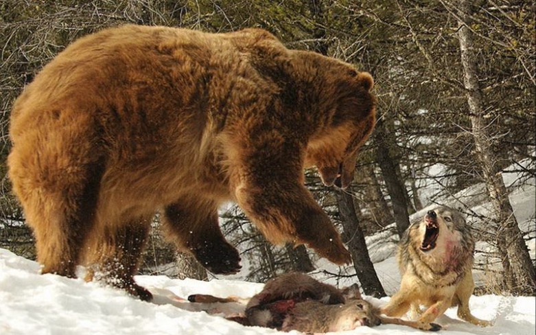 俄罗斯人暴打棕熊图片