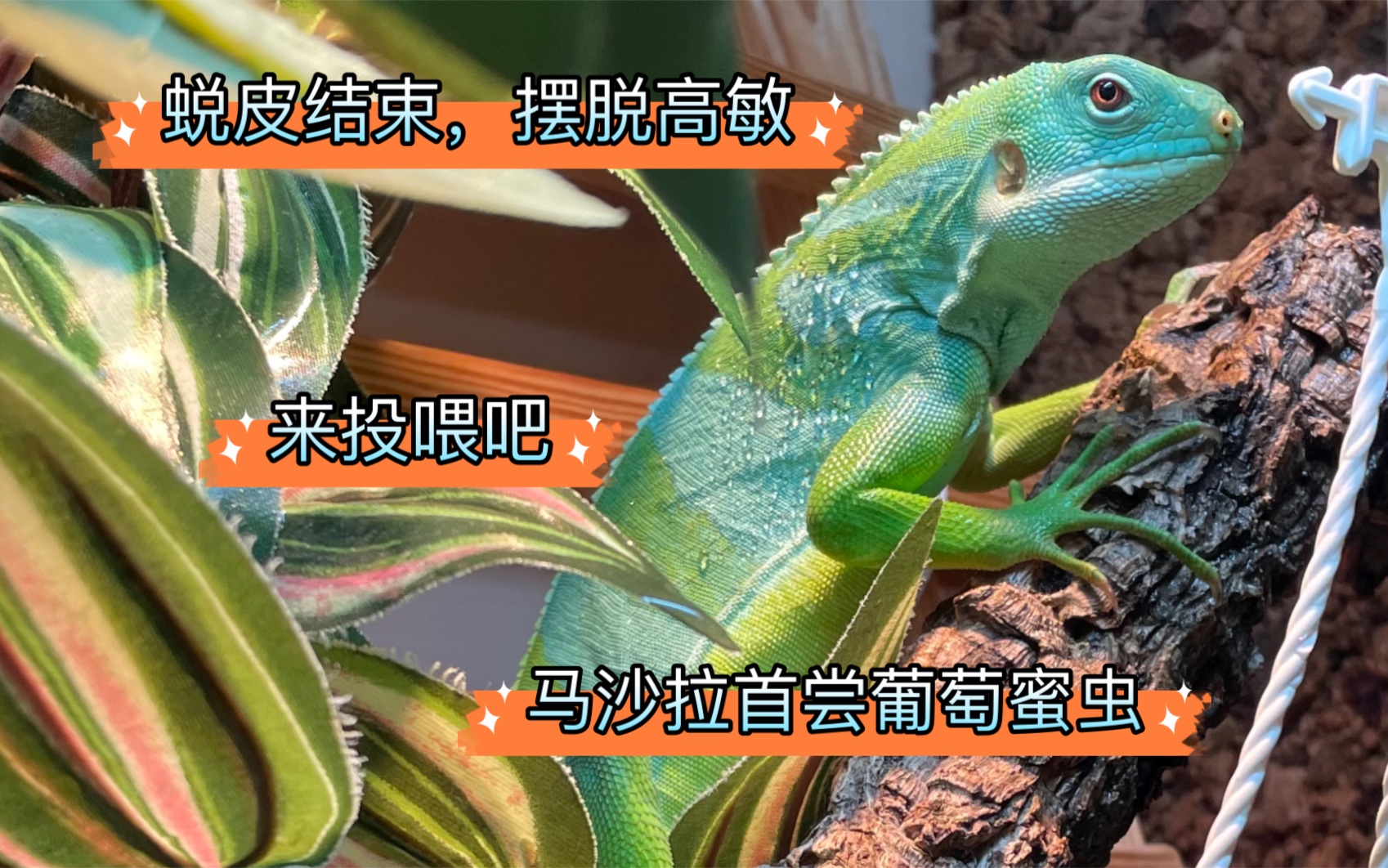 喜讯:蜕皮结束,又是一条大胆的好蜥蜴!【爬宠/喂食/斐济鬣蜥】