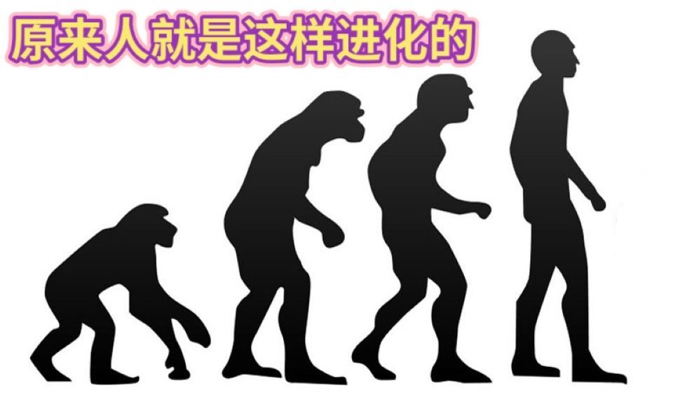 侏儒兔的进化
