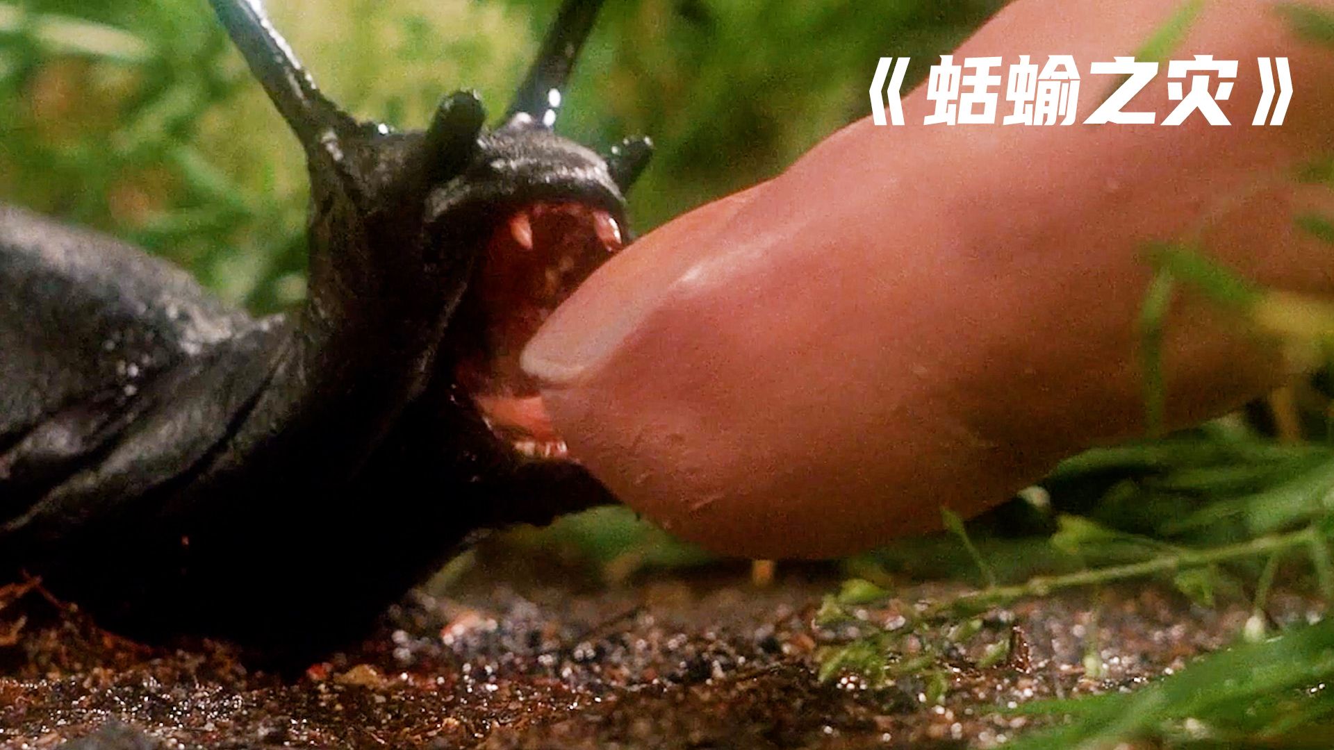 小镇出现变异鼻涕虫,不仅体型巨大,还会攻击人类《蛞蝓之灾》