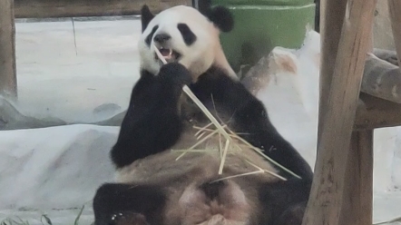 [图]栾川竹林野生动物园大熊猫