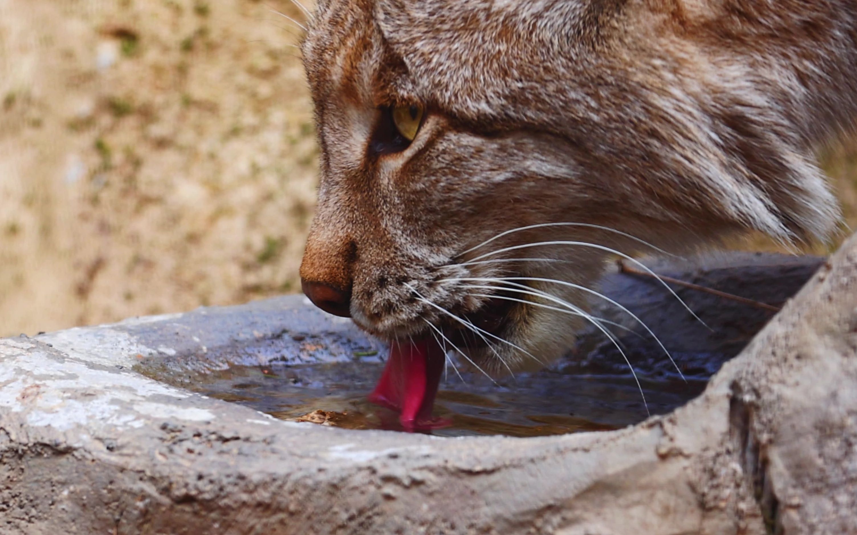 【猞猁】原来猫是这样喝水的4k/120p