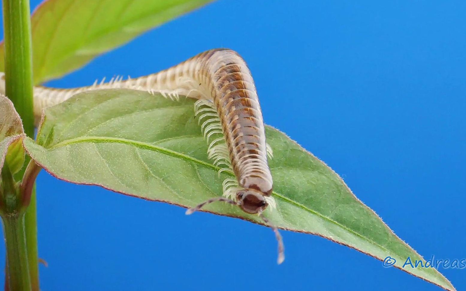 【千足虫】【Millipede】来自亚马逊雨林的千足虫哔哩哔哩bilibili