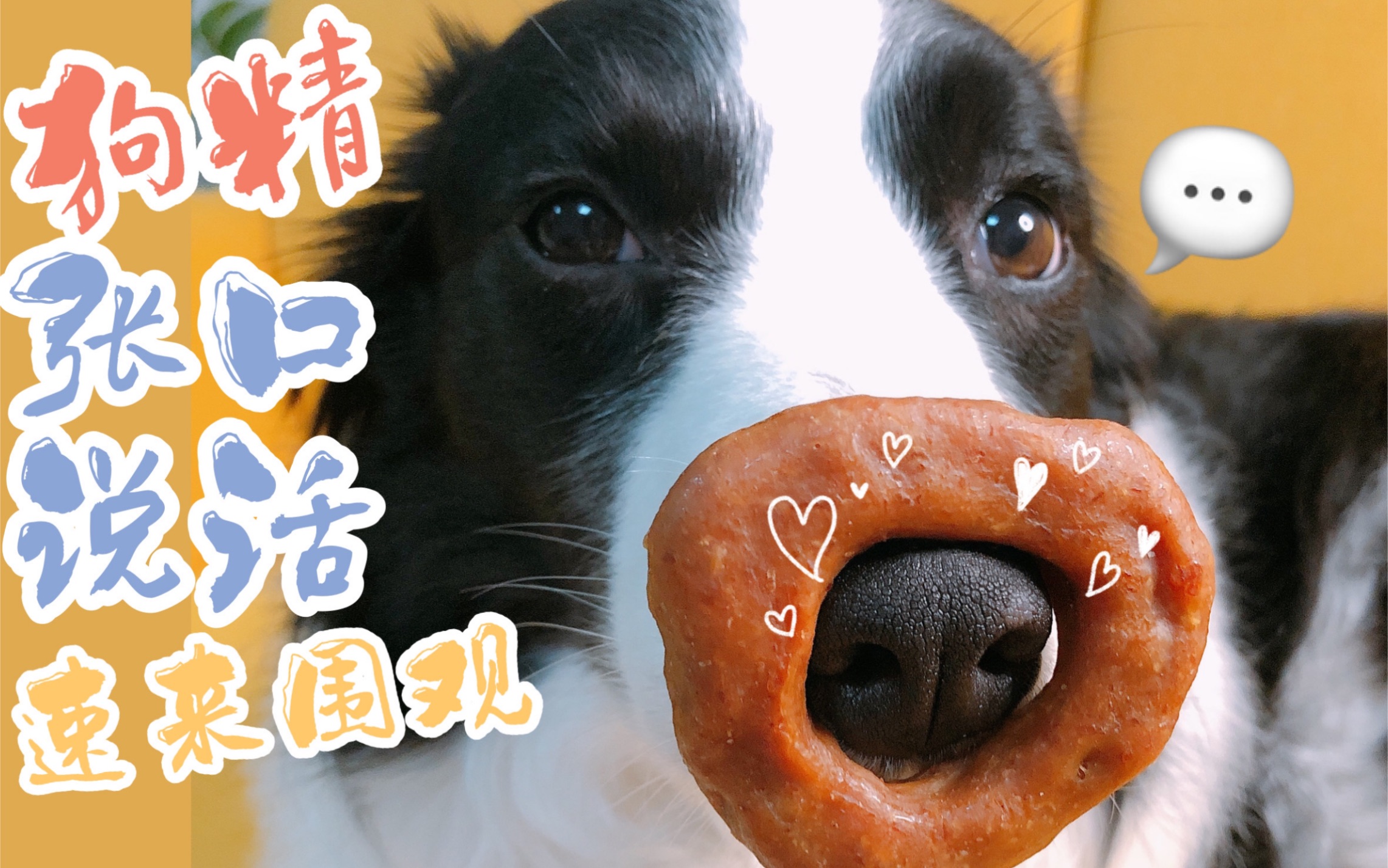 活动  【边境牧羊犬soga】今天又是开口说话的狗精