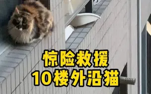 紧急救援10楼外沿流浪猫，开头滑脚一下真的心都提到嗓子眼了