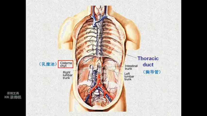 右淋巴导管图片