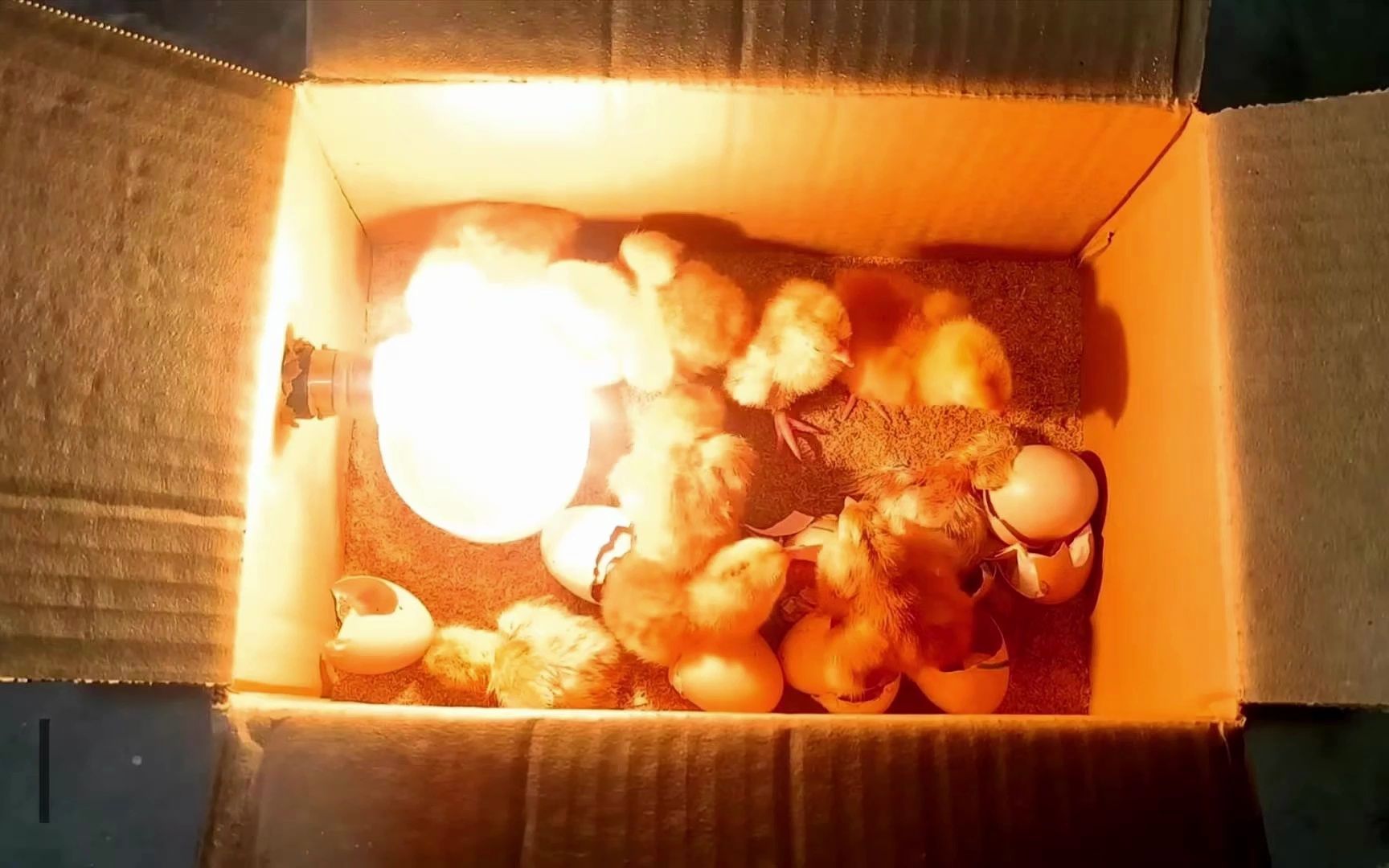 利用一个纸箱也能成功孵化出小鸡,存活率非常高,真是高手在民间!