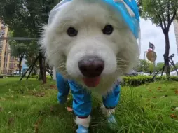 下载视频: 今天是小蓝帽和大白狼，这个恐龙雨衣貌似有点小了。