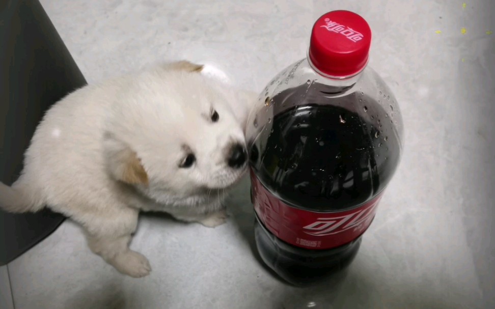 一只叫可乐的小狗哇!