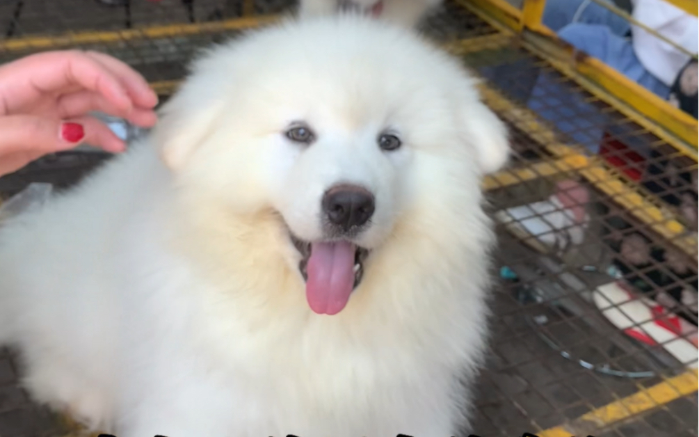 帮粉丝选一条白桃阿拉斯加