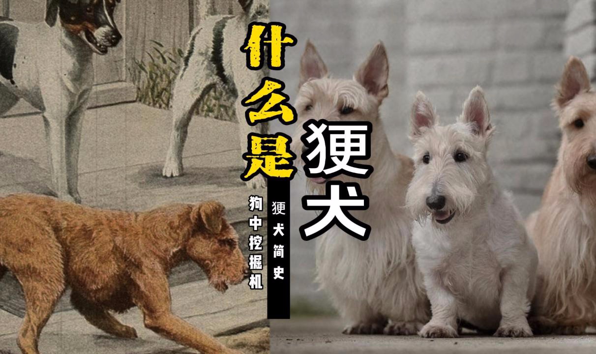 什么是㹴犬?| 不列颠“潦草小土狗”——《㹴犬简史》哔哩哔哩bilibili