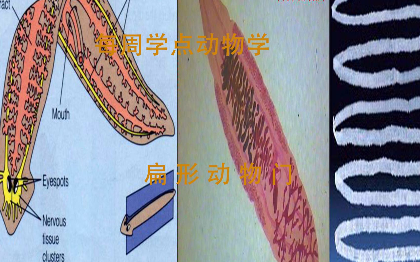 [皇弟]每周学点动物学第三期:扁形动物门,两侧对称与中胚层的出现哔哩哔哩bilibili