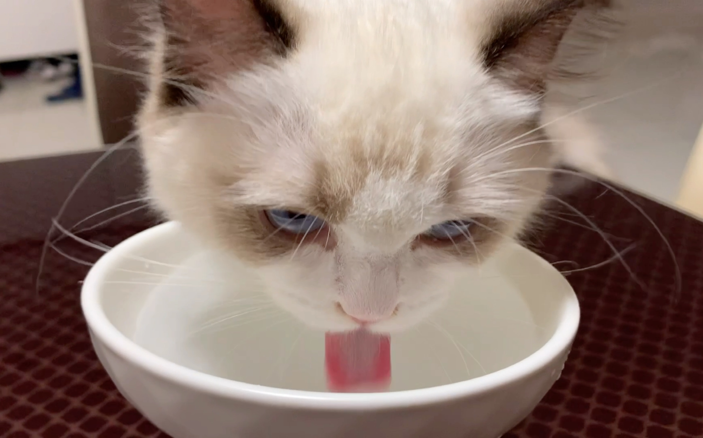 小猫咪喝水陶醉到眼神迷离!